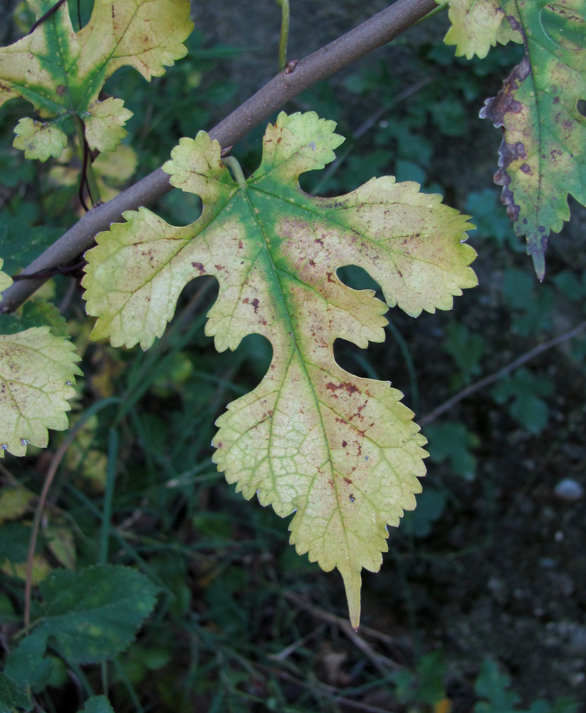 Image of Morus alba specimen.