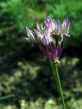 Allium barsczewskii