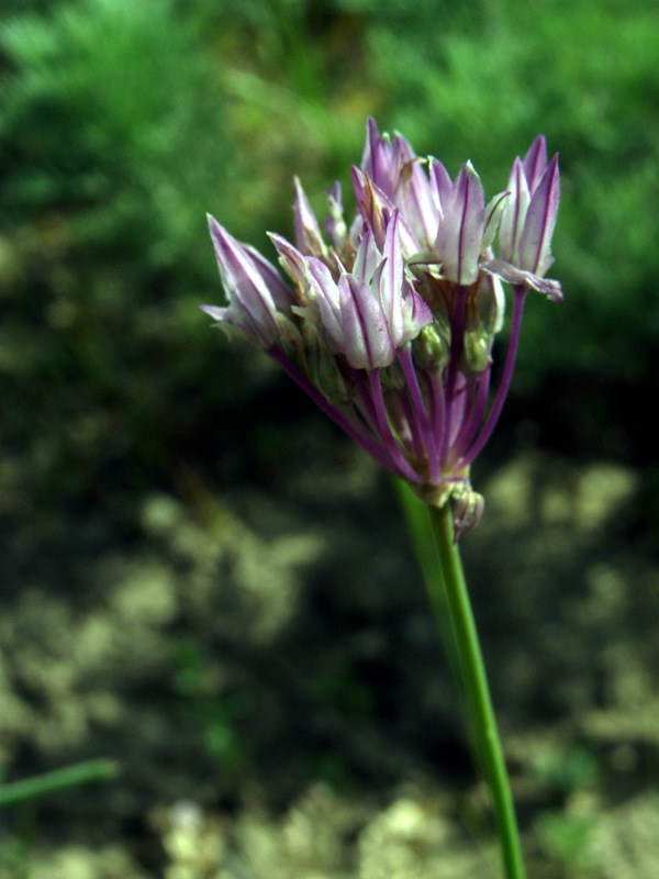 Image of Allium barsczewskii specimen.