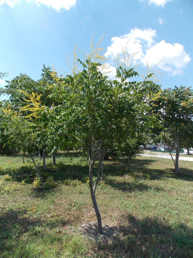 Изображение особи Koelreuteria paniculata.