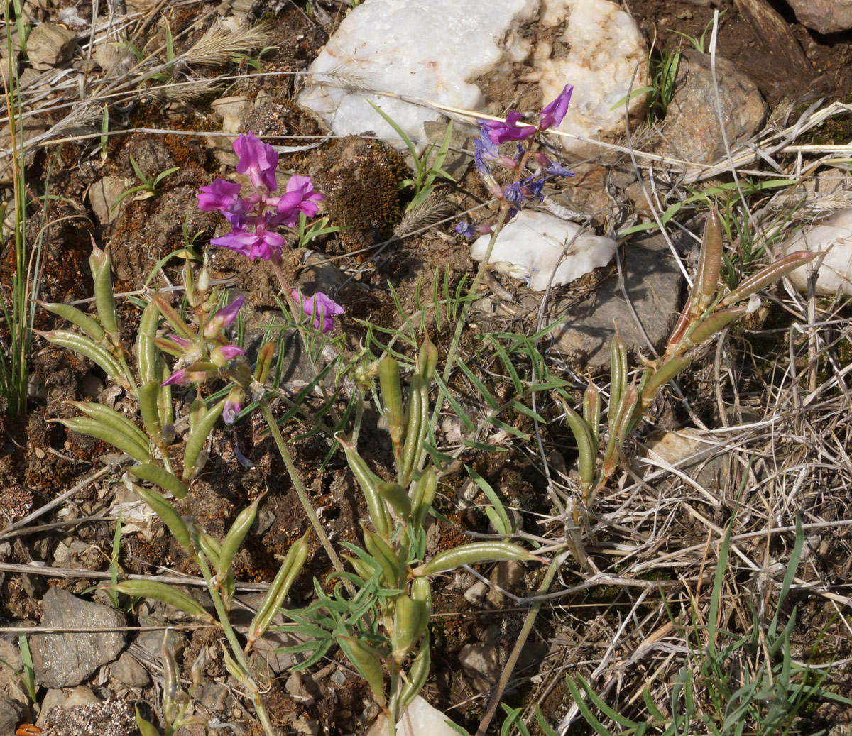 Image of Oxytropis teres specimen.