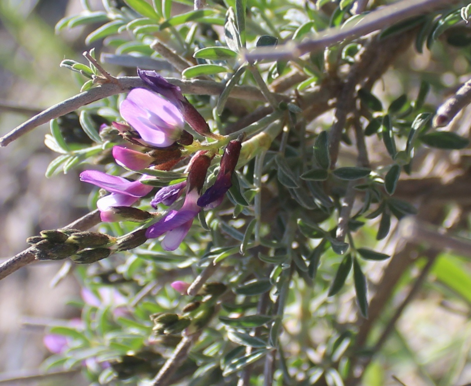 Изображение особи Astragalus squarrosus.