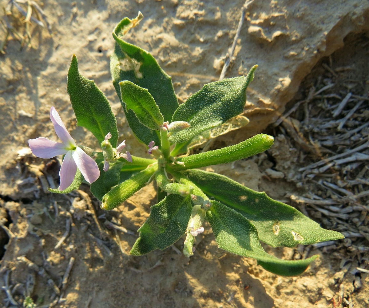 Image of Matthiola stoddartii specimen.