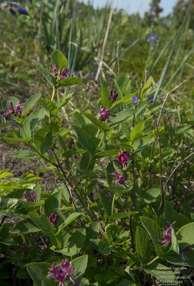 Image of Lonicera chamissoi specimen.