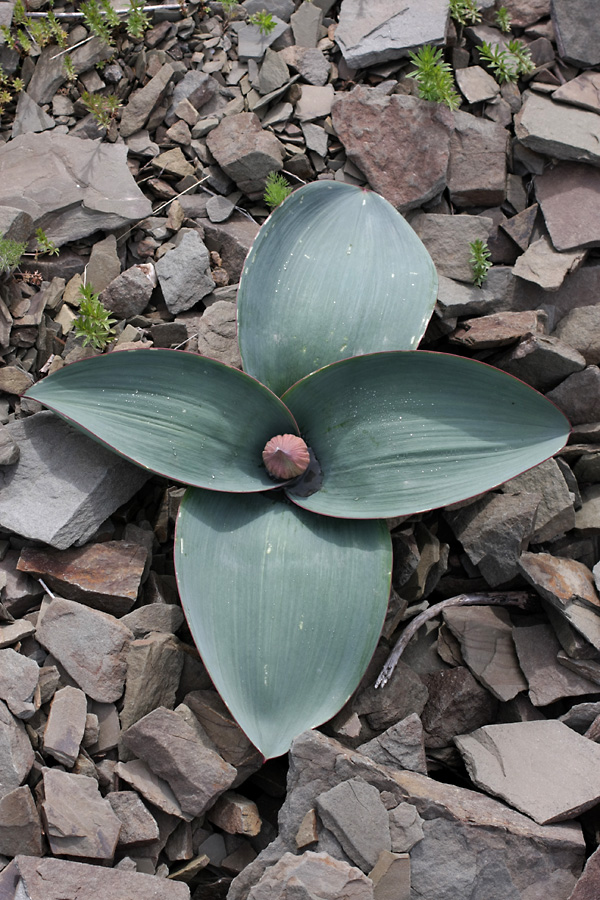 Image of Allium karataviense specimen.