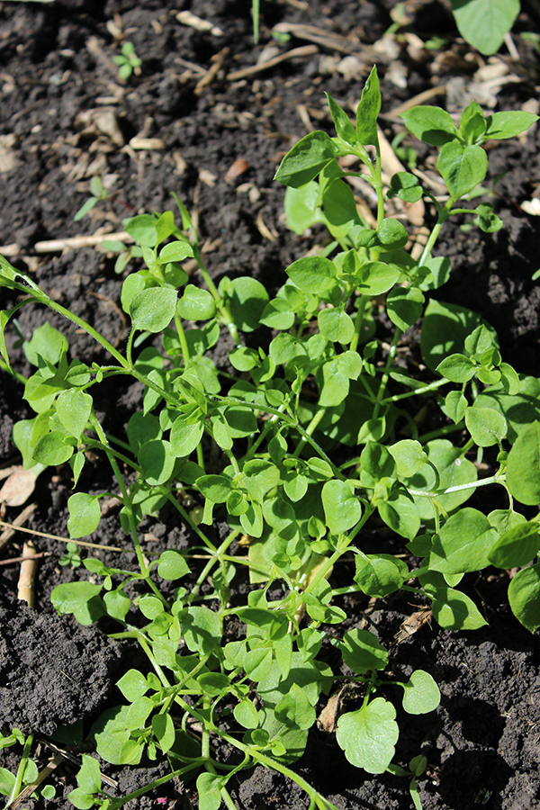 Image of Stellaria media specimen.