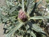 Cirsium tomentosum