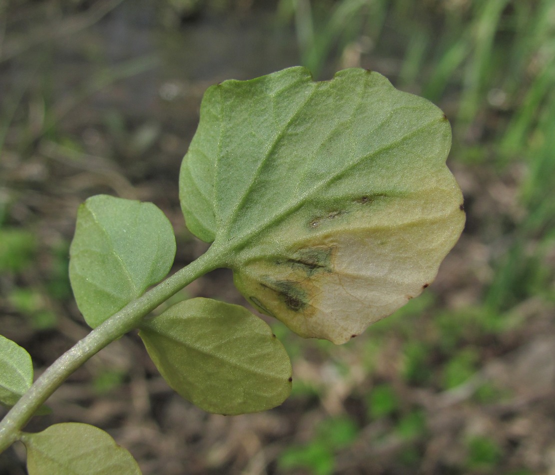 Image of Cardamine tenera specimen.