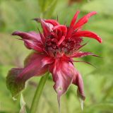 Monarda didyma