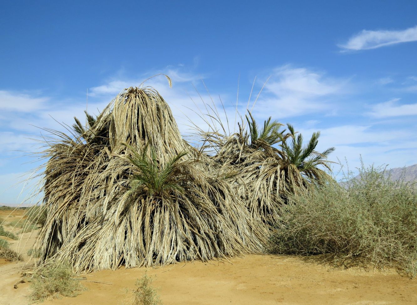 Image of Phoenix dactylifera specimen.