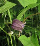 Clematis fusca. Цветок. Приморский край, Партизанский р-н, окр. с. Тигровое, долинный участок Пигарева ключа. 04.07.2015.