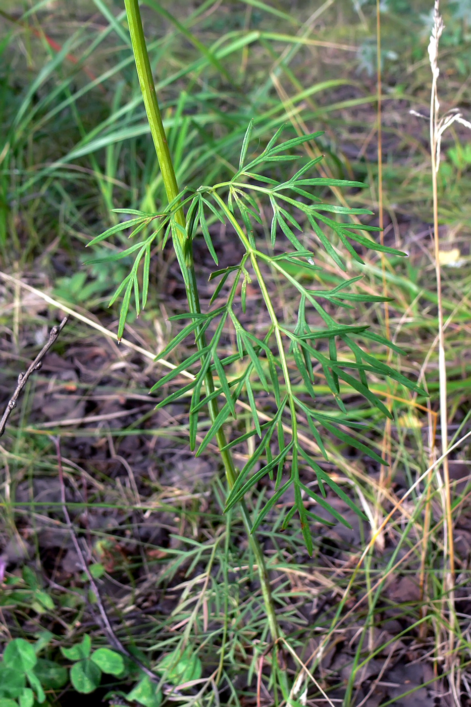 Image of Kadenia dubia specimen.