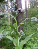 Cynoglossum officinale