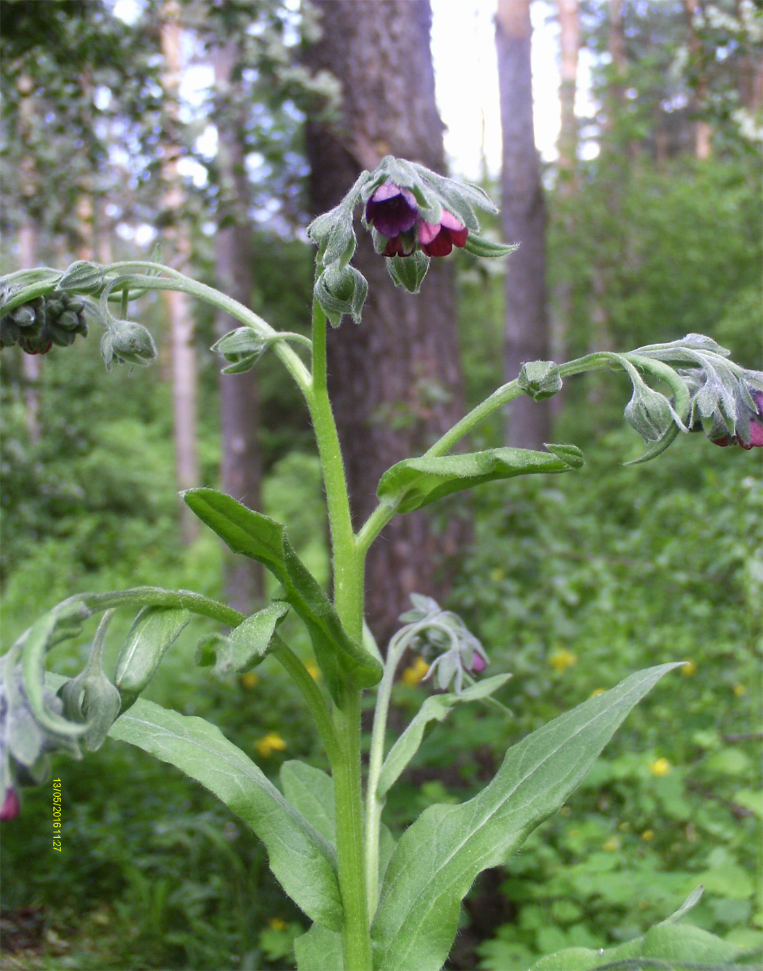 Изображение особи Cynoglossum officinale.