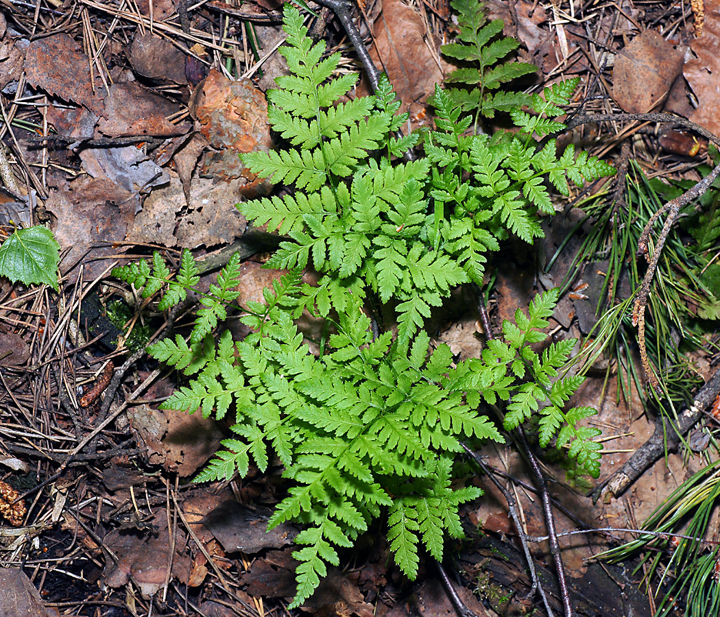 Image of Dryopteris carthusiana specimen.