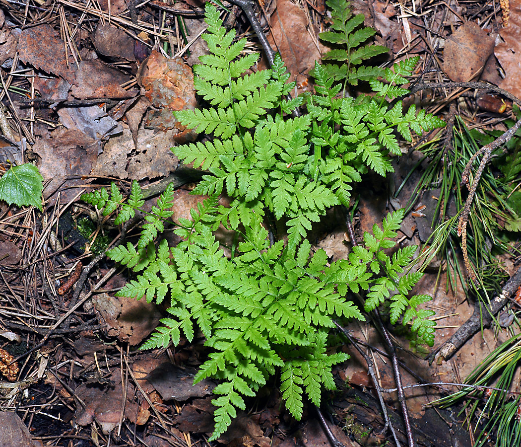 Изображение особи Dryopteris carthusiana.