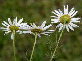 Tripleurospermum inodorum. Верхушки побегов с соцветиями (вид со стороны обёрток). Санкт-Петербург. 31.07.2009.