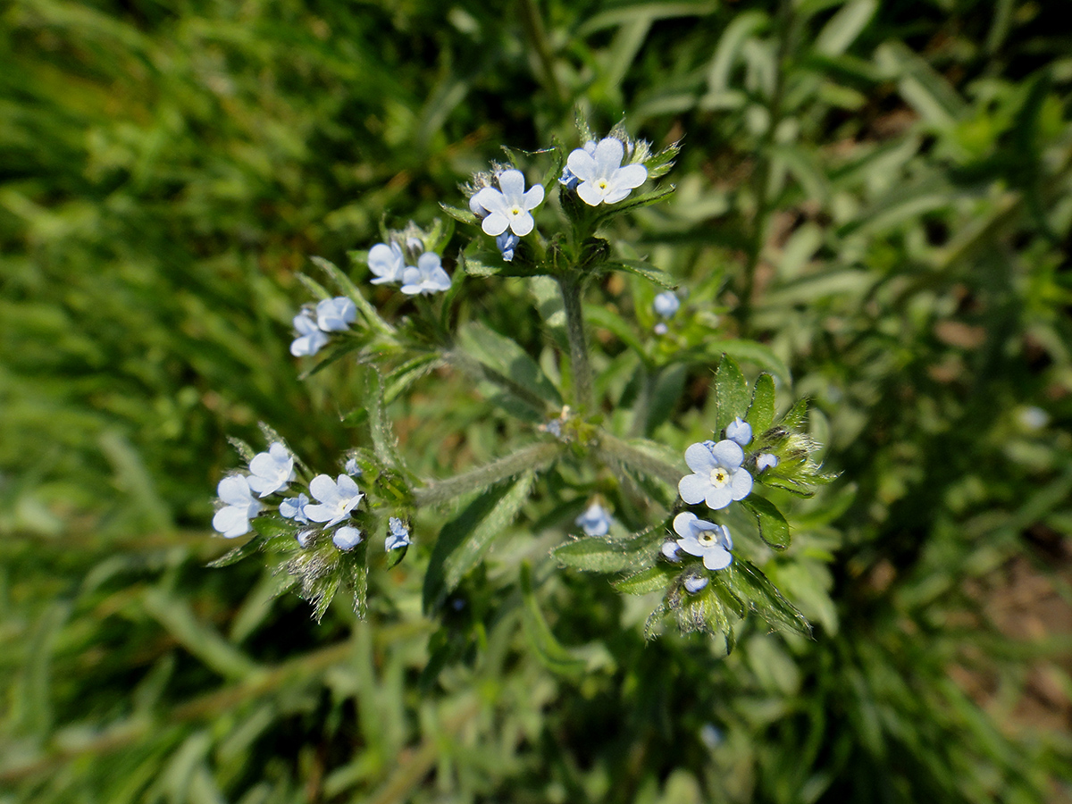 Image of genus Lappula specimen.