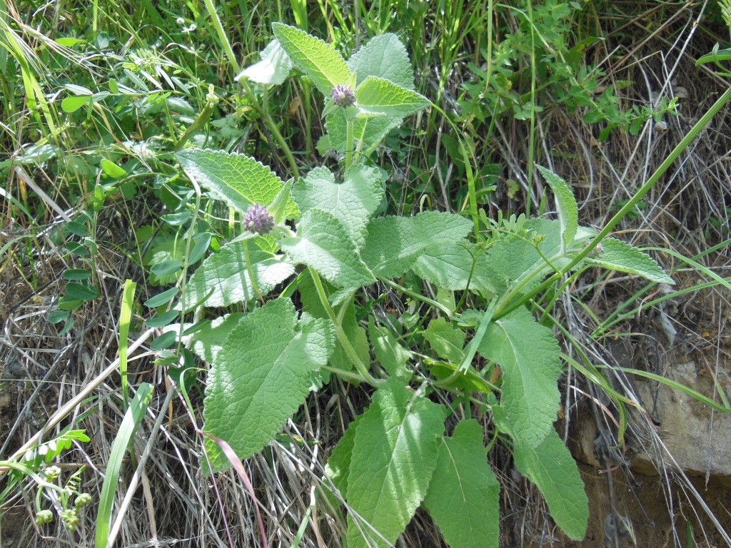 Изображение особи Salvia verticillata.