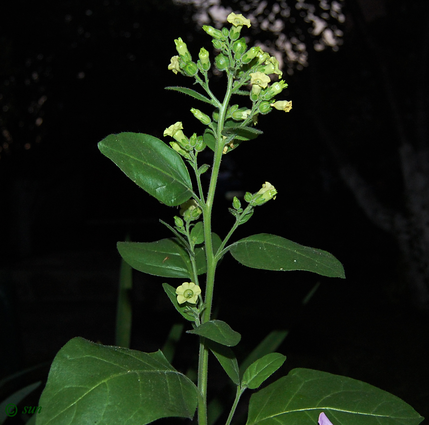 Изображение особи Nicotiana rustica.