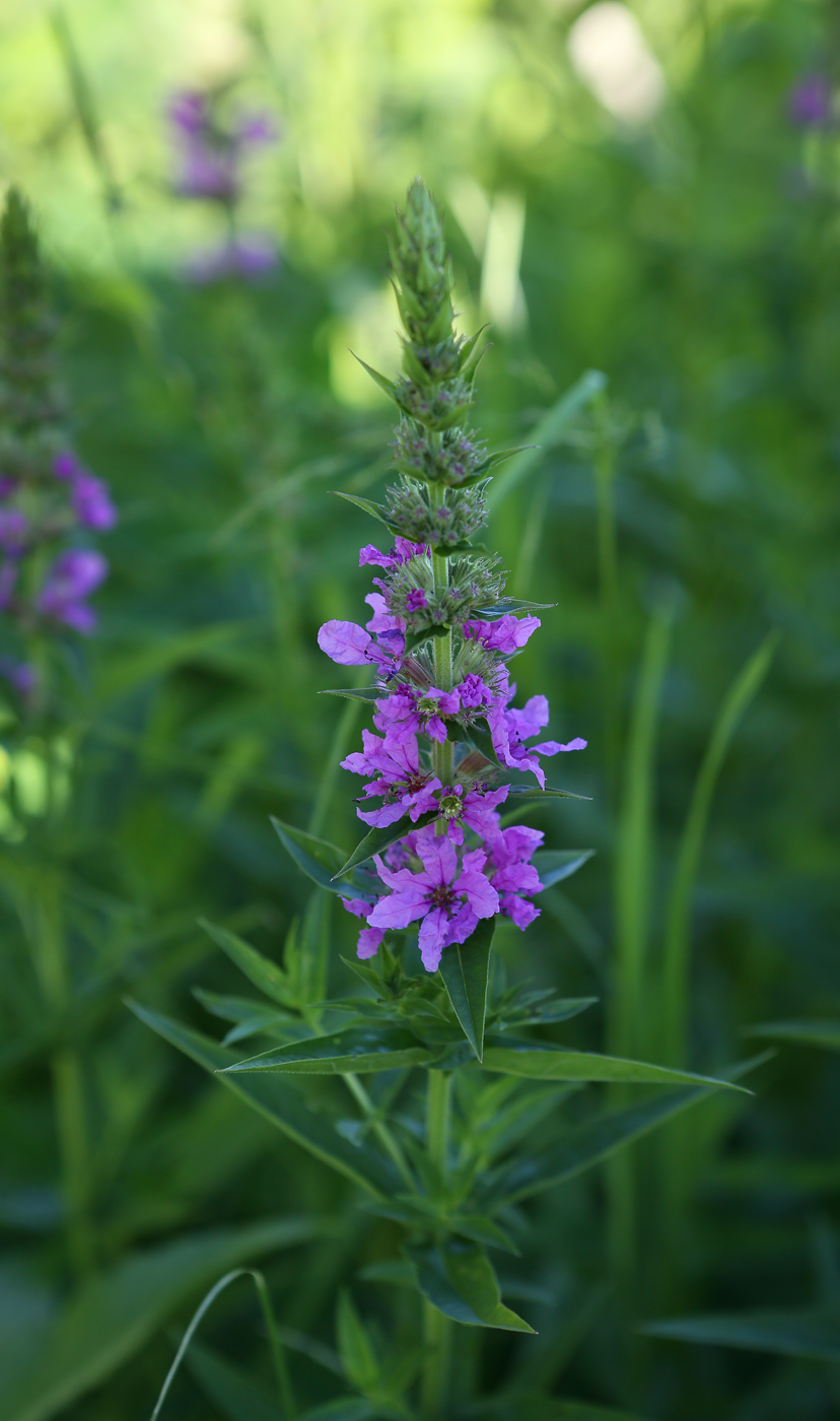 Изображение особи Lythrum salicaria.