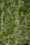 Epilobium palustre