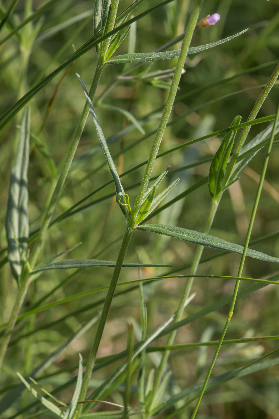 Image of Epilobium palustre specimen.