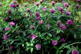 Trifolium medium