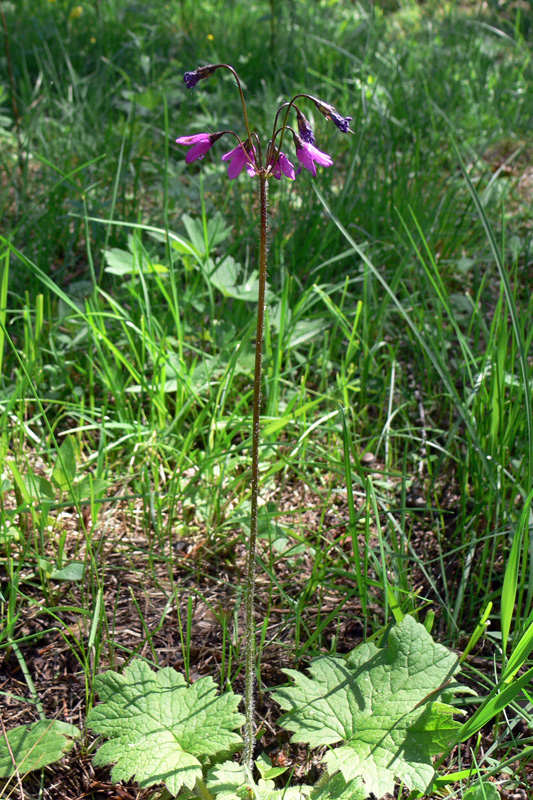 Image of Cortusa matthioli specimen.