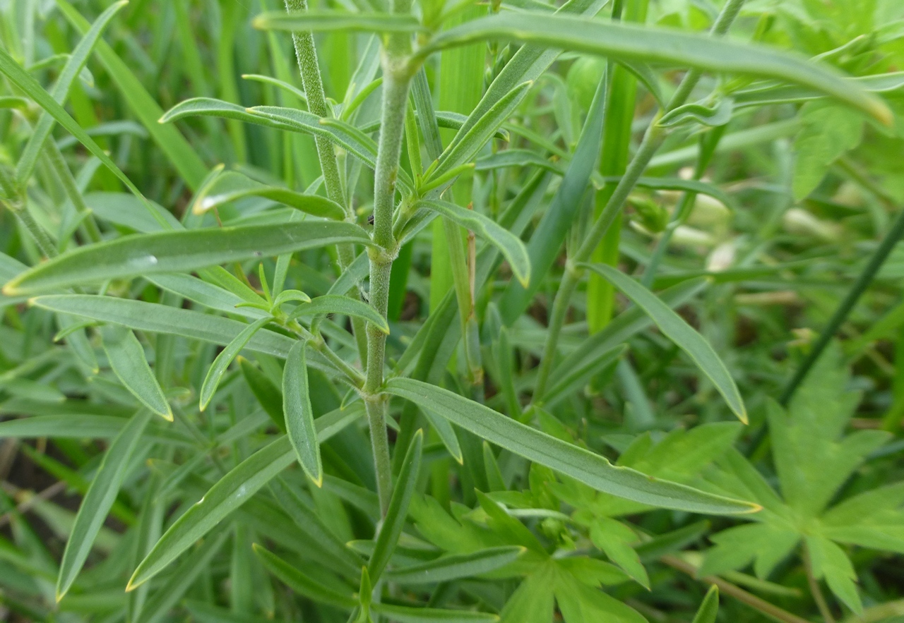 Image of Silene amoena specimen.