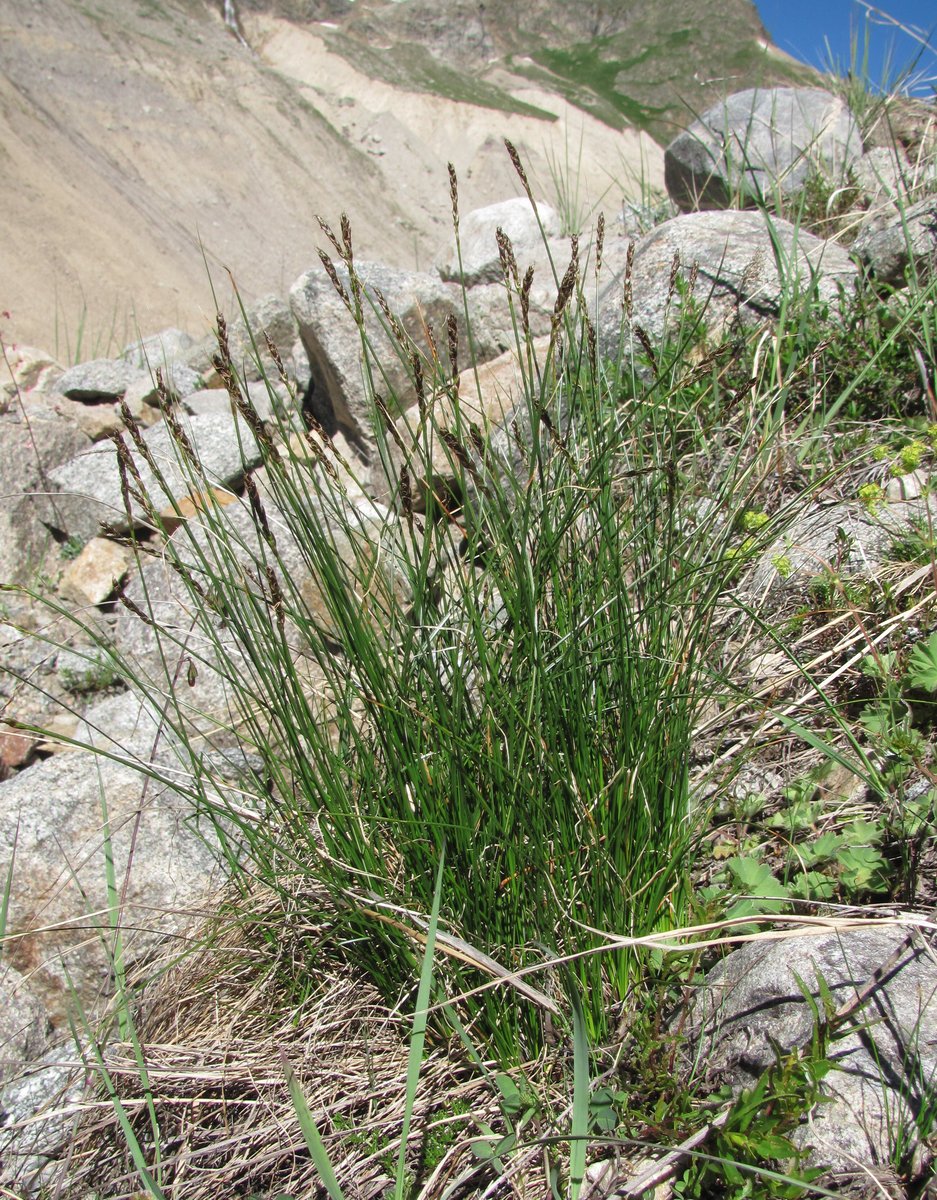 Image of genus Carex specimen.