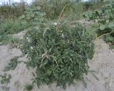 Amaranthus spinosus