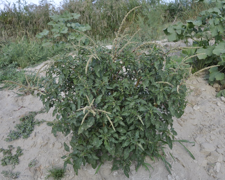 Изображение особи Amaranthus spinosus.