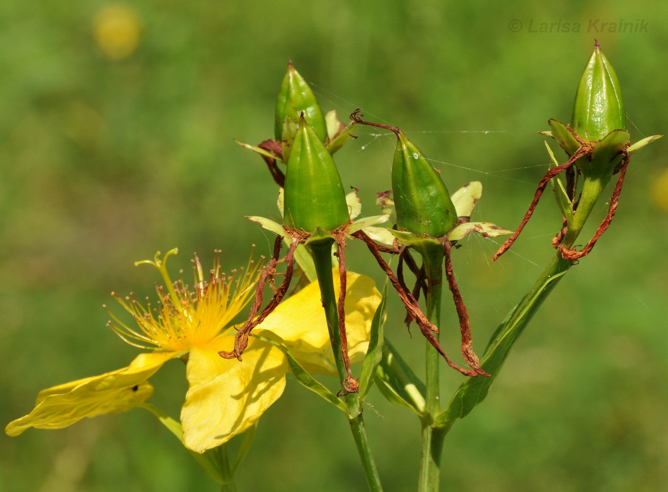 Изображение особи Hypericum ascyron.