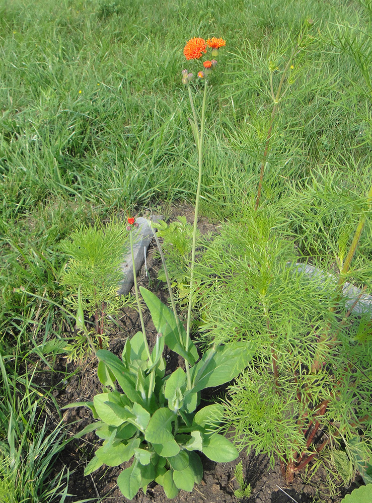 Image of Emilia coccinea specimen.