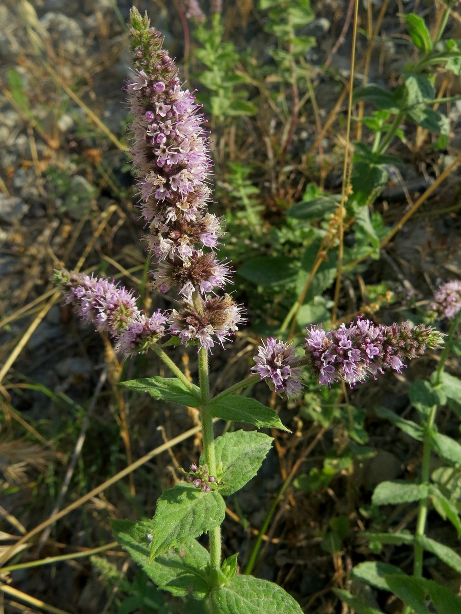Image of Mentha × rotundifolia specimen.