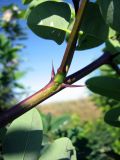 genus Robinia
