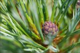 Pinus pumila. Молодая шишка на верхушке побега. Магаданская обл., Колымское нагорье, склон сопки Беличья близ пос. Ягодное. 19.07.2009.