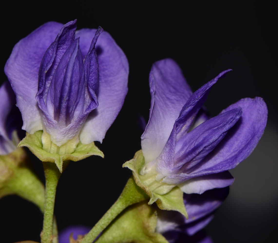 Image of Sophora secundiflora specimen.