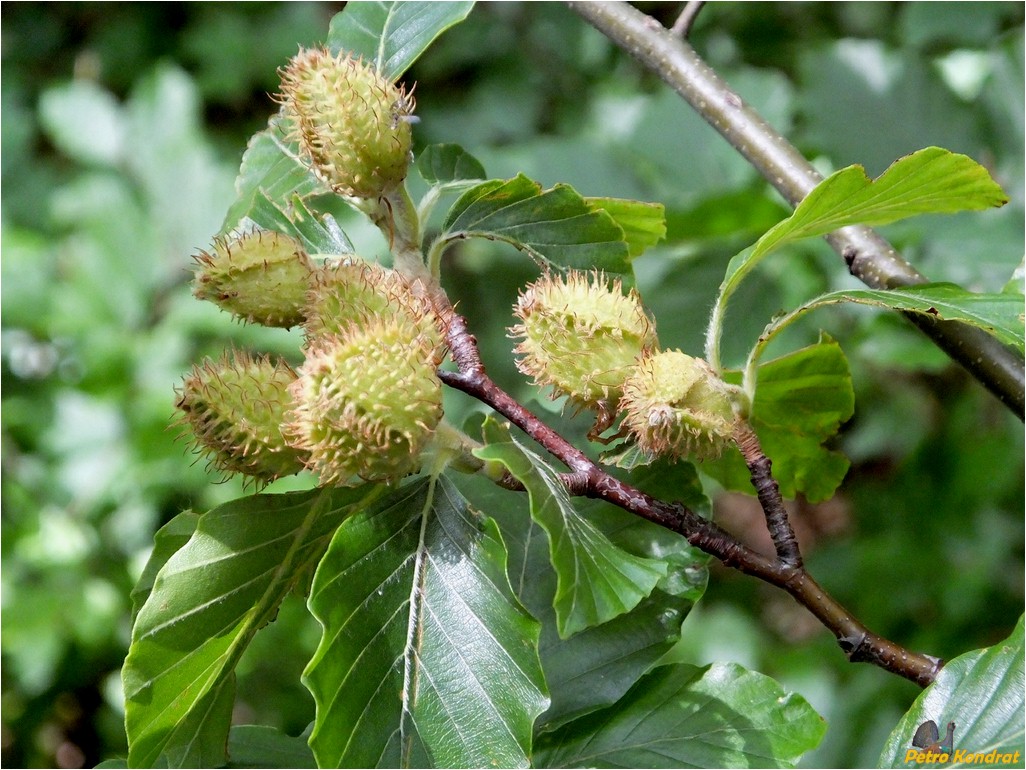 Image of Fagus sylvatica specimen.