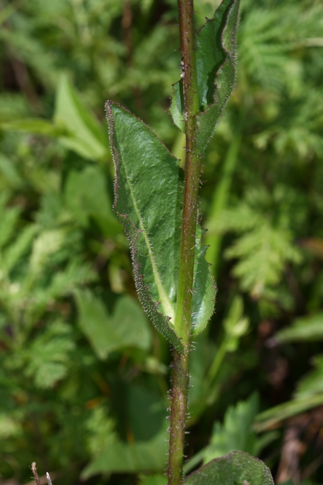 Изображение особи Trommsdorffia ciliata.