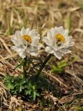 Trollius lilacinus