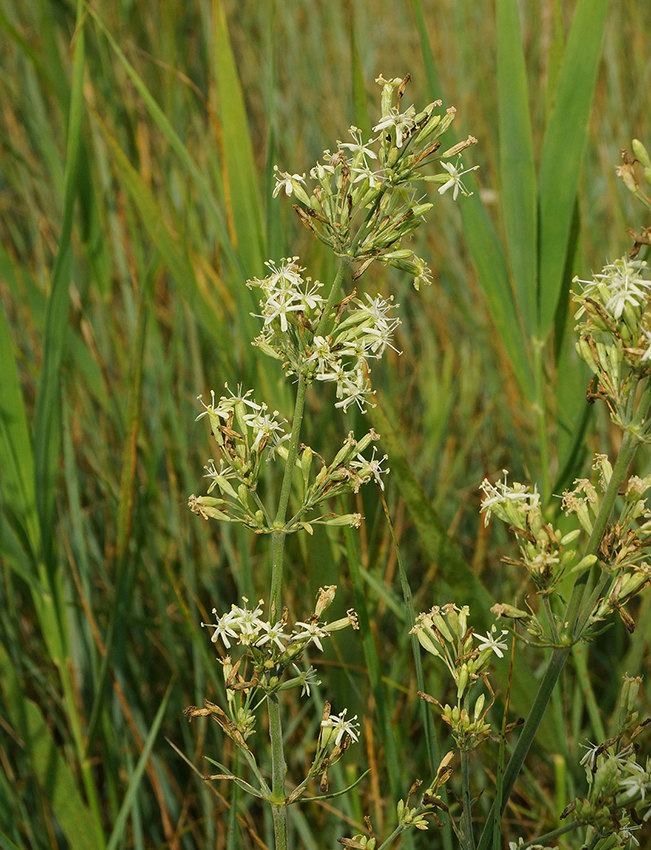 Изображение особи Silene sibirica.