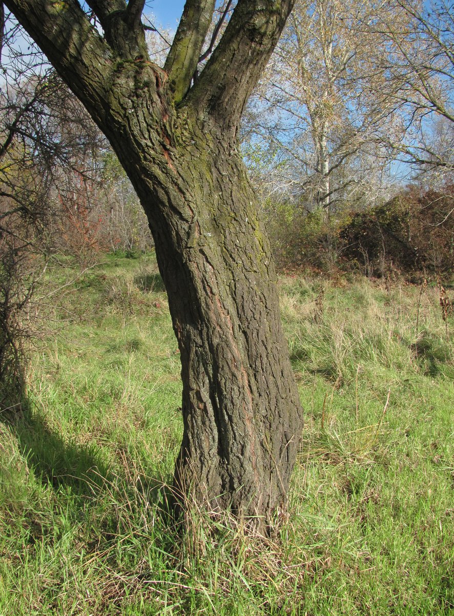 Изображение особи Prunus cerasifera.