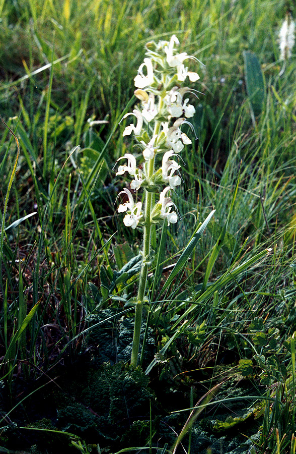 Image of Salvia revelata specimen.