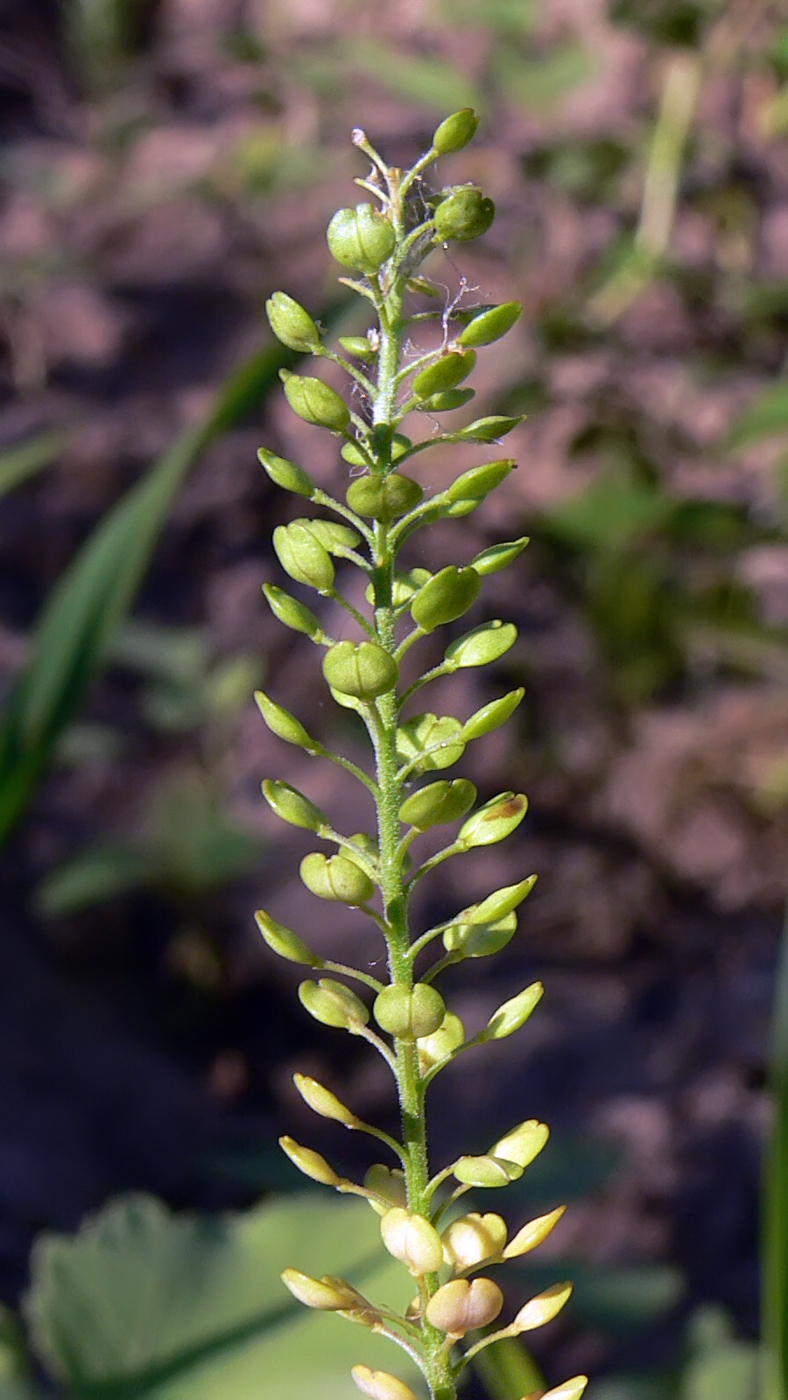 Image of Lepidium densiflorum specimen.