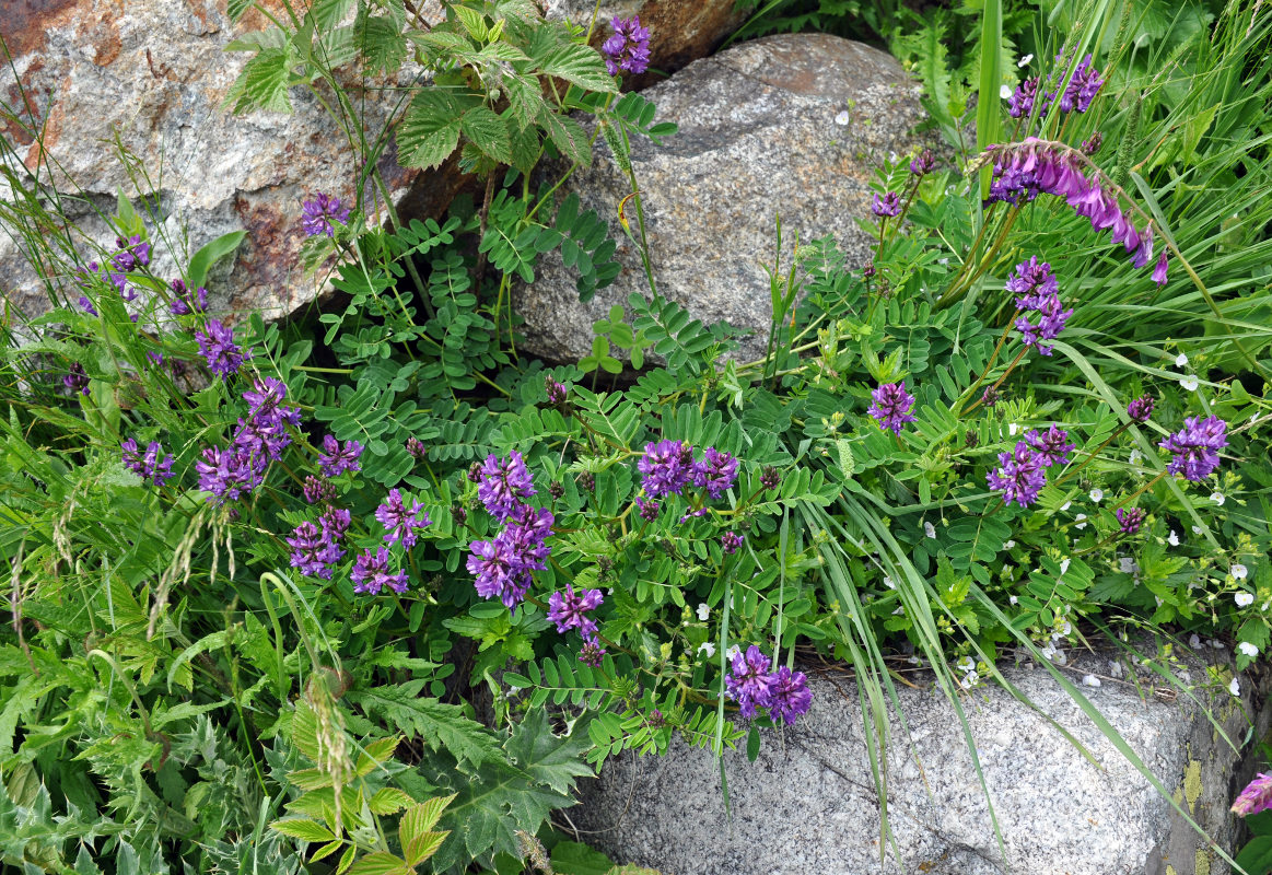 Изображение особи Astragalus brachytropis.