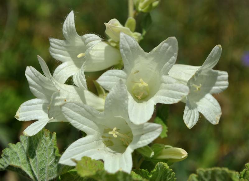 Image of Campanula dolomitica specimen.