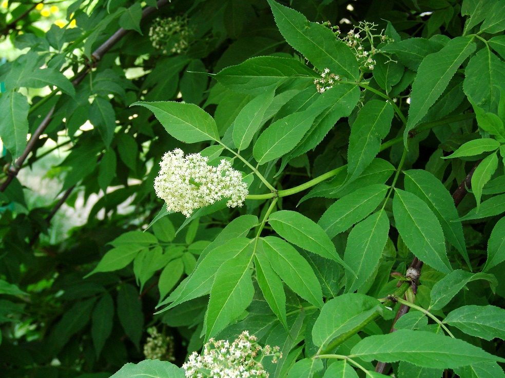 Изображение особи род Sambucus.