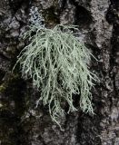 genus Ramalina. Таллом. Архангельская обл., Приморский р-н, окр. пос. Боброво, лес, на стволе. 14.05.2013.